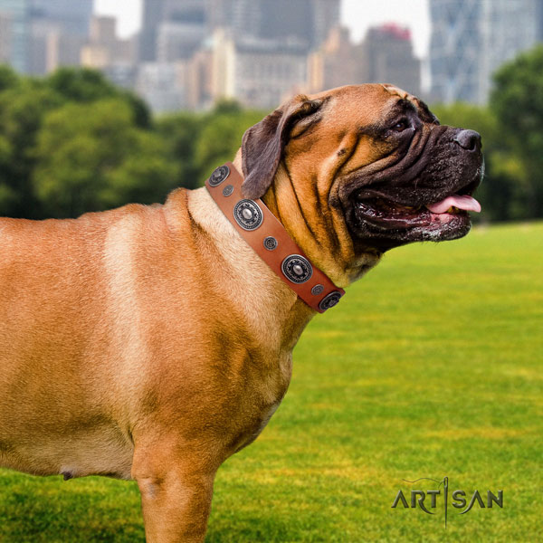 Bullmastiff embellished natural genuine leather dog collar for your stylish pet