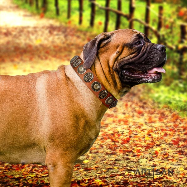 Bullmastiff handy use full grain genuine leather collar with studs for your four-legged friend
