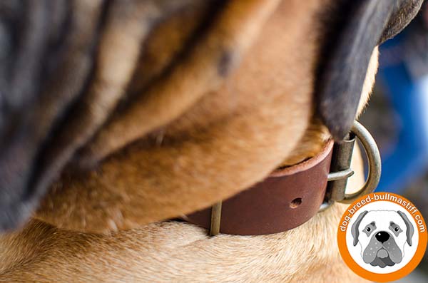 Bullmastiff leather collar with reliable brass plated hardware for basic training