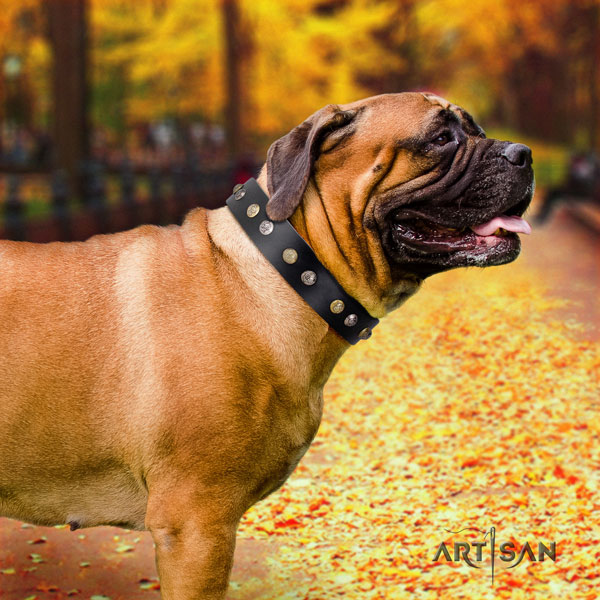 Bullmastiff studded full grain genuine leather dog collar for your beautiful dog