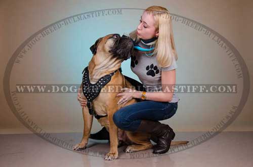Hand-Decorated Leather Dog Harness specially for your Bullmastiff