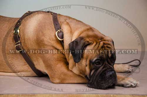 Dog Harness your bullmastiff will be happy to wear