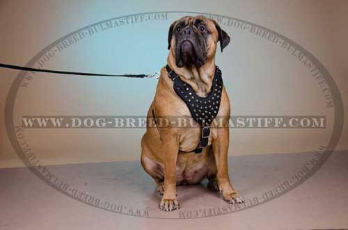 Leather Dog Harness for Bullmastiff 