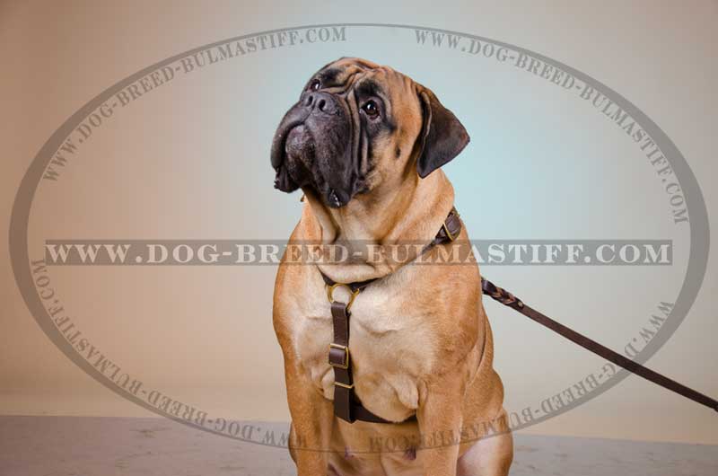 Extra Durable Bullmastiff Dog Harness with ID Patches for training  [H17##1014 Multifunctional nylon harness with id patch] : Bullmastiff dog  harness, Bullmastiff dog muzzle, Bullmastiff dog collar, Dog leashes