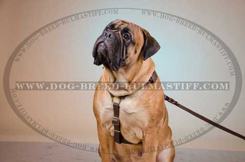 Leather training Harness for your Bullmastiff