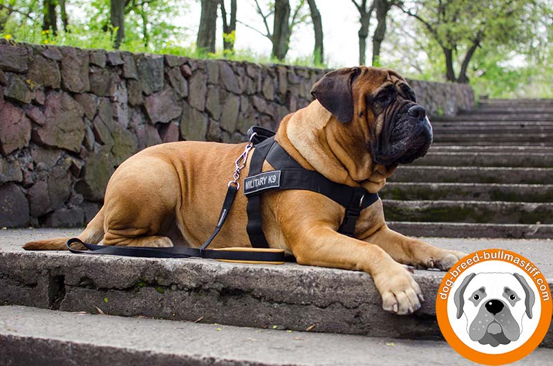 Extra Durable Bullmastiff Dog Harness with ID Patches for training