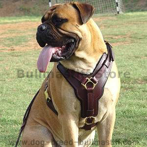 Bullmastiff harness 2024