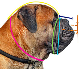 How to  measure your dog